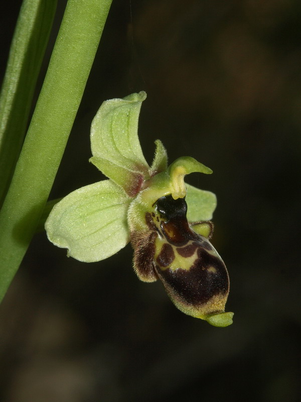 Ophrys conradiae - (1 parte)